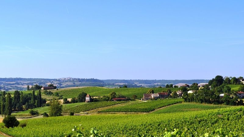 Vignobles AOC Gaillac